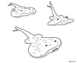 Octonauts Ray Coloring Sheet Trio